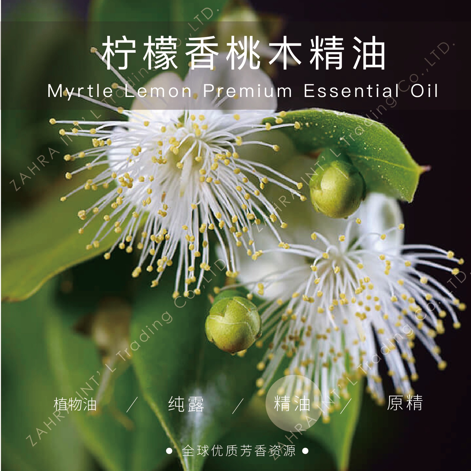 澳大利亚 |进口柠檬香桃木单方精油