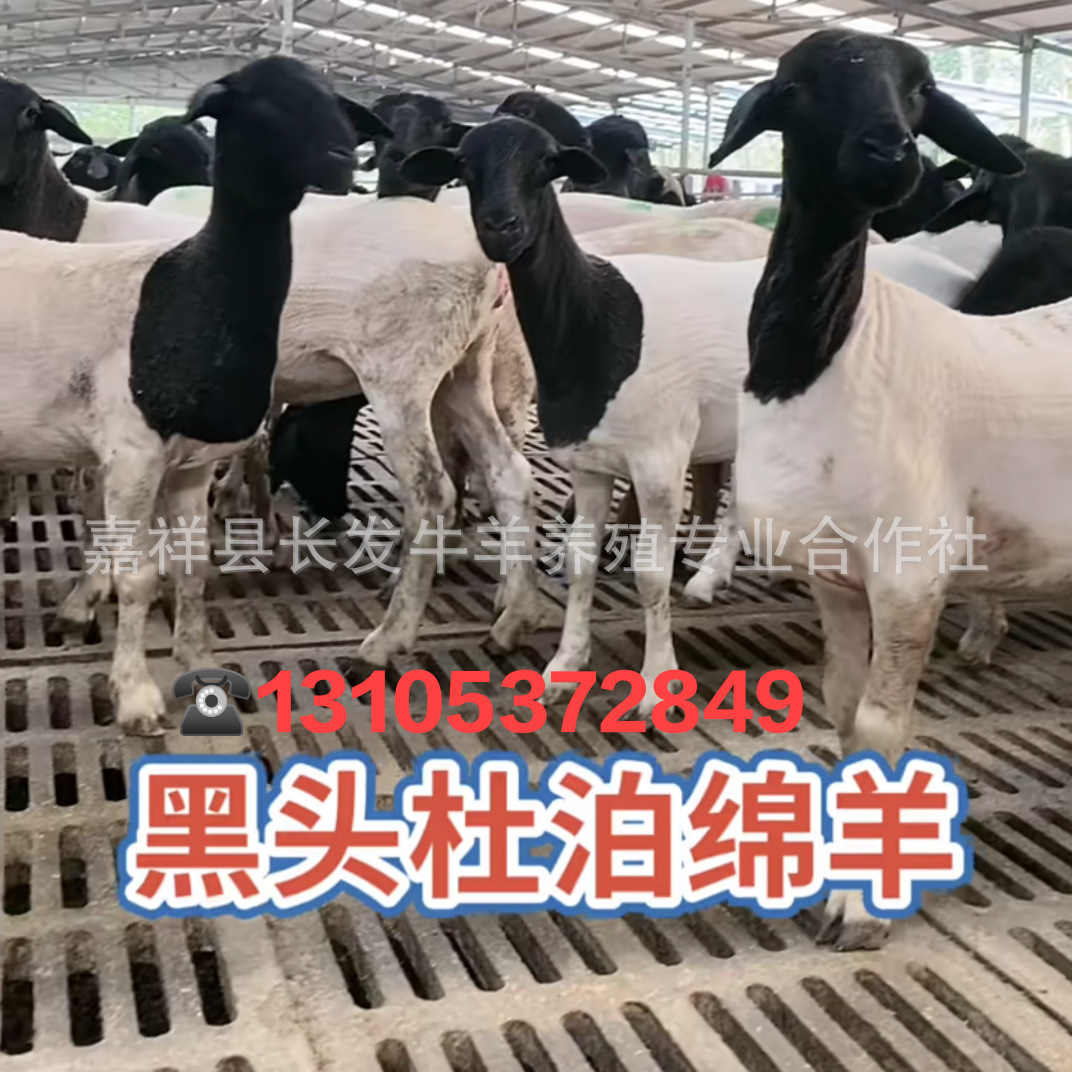 小尾寒羊种苗价格 杜泊羊与羊杂交好 山东济宁-食品商务网