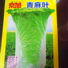 天津青麻叶大白菜 农家绿色青大白菜新鲜蔬菜现拔发货净菜5斤包邮