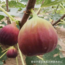 山东苗圃直发品种全无花果树苗 量大优惠紫果无花果苗