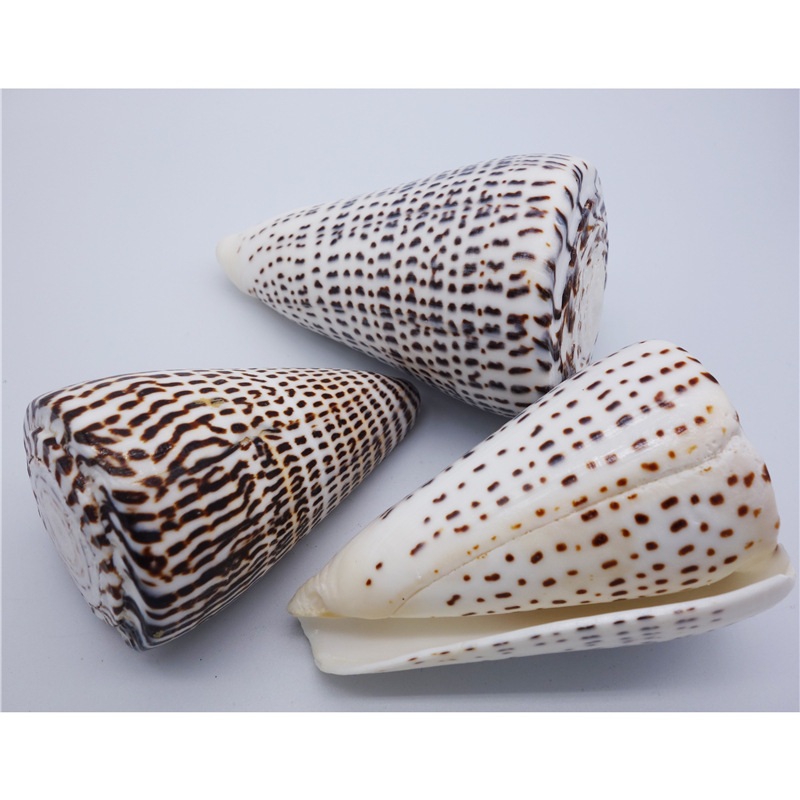 厂家销售贝壳海螺工艺品黑玉米螺 旅游纪念礼品 家居摆饰鱼缸造景