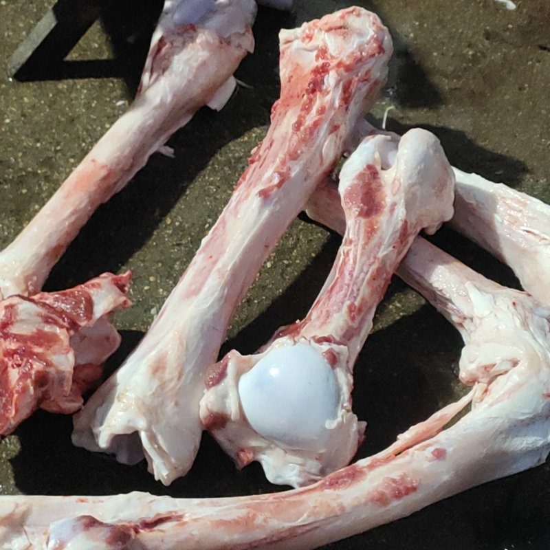 批发新鲜带肉驴骨 驴架子带肉骨头 驴排大腿骨棒子骨现宰现杀