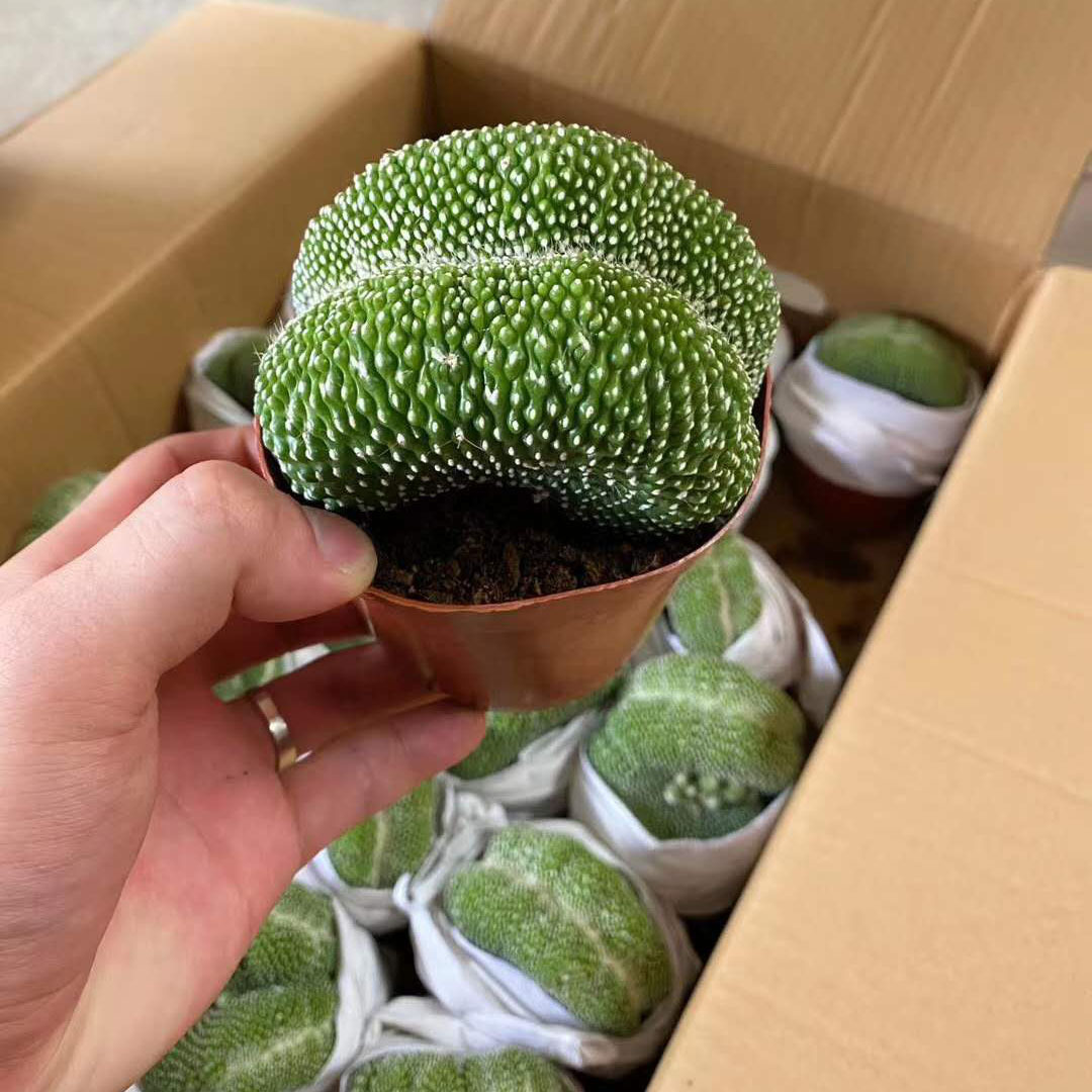 【基地直供】仙人球植物桌面小盆栽 居家绿植 松露玉缀化