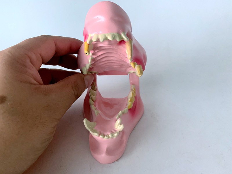 狗病理牙齿模型 犬牙齿模型 宠物教学演示模型 犬病变牙犬牙口腔