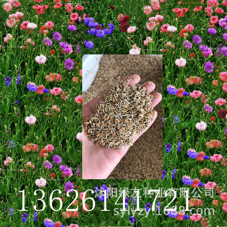 工程种植观赏草花草籽 一二年生野花种子 矢车菊