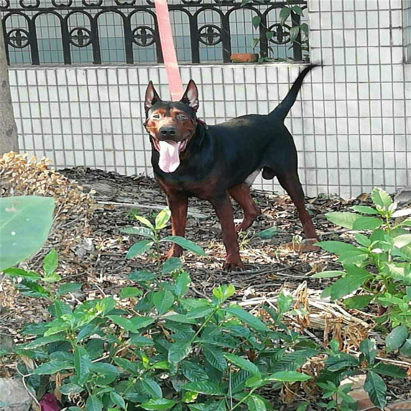 山东出售苏联红莱州红犬红狼犬支持批发零售莱州疫苗齐全健康包邮