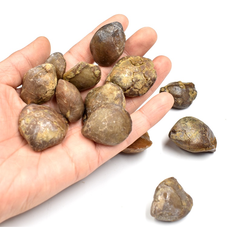 五房贝穿孔贝化石腕足动物贝壳化石志留纪古生物化石科普教学标本