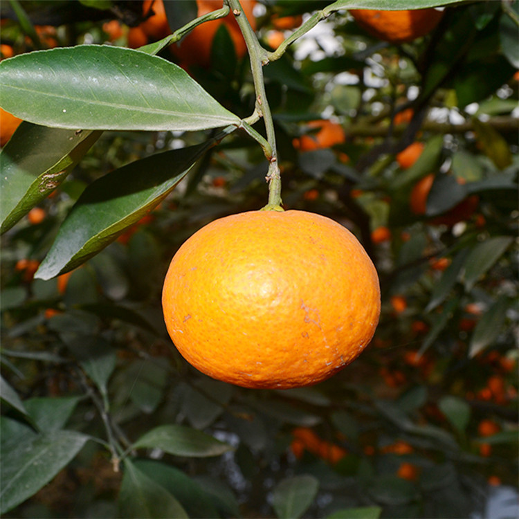 涌泉蜜桔台州临海黄岩无核橘子新鲜水果浙江特产包邮直播网红带货