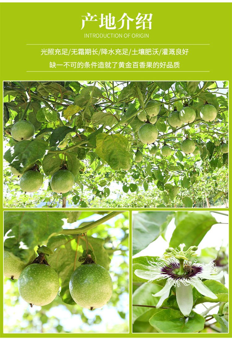 福建黄金百香果新鲜应季鸡蛋果孕妇水果1/3/5斤饮料水果整箱批发