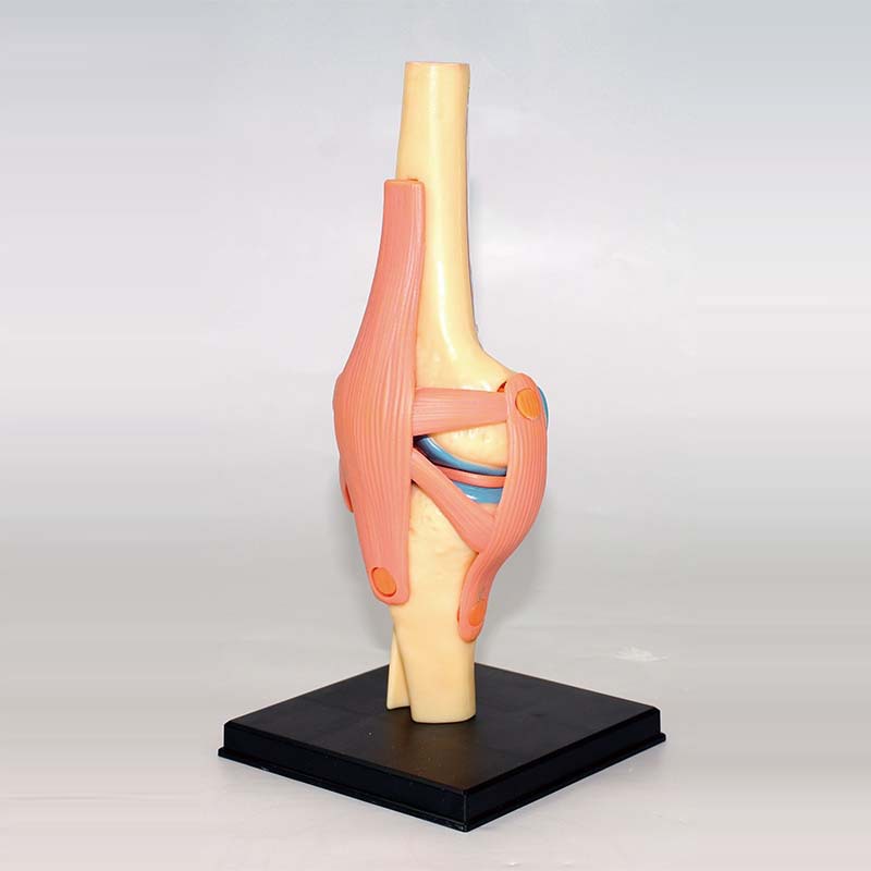 4d master 人体膝关节模型可拆小型关节解剖可弯曲骨科教学 26045