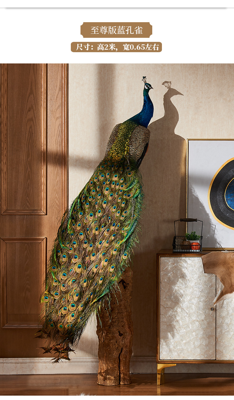 白孔雀标本你低价出售 三年种孔雀现货供应 孔雀标本出售价格