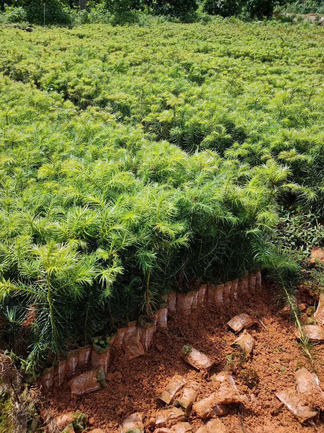 批发杉木苗 造林红心杉苗木 软叶杉木 灰叶杉木 江西杉树苗