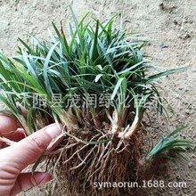 庭院别墅绿化耐践踏地被植物日本矮麦冬玉龙草常青绿植小型沿阶草