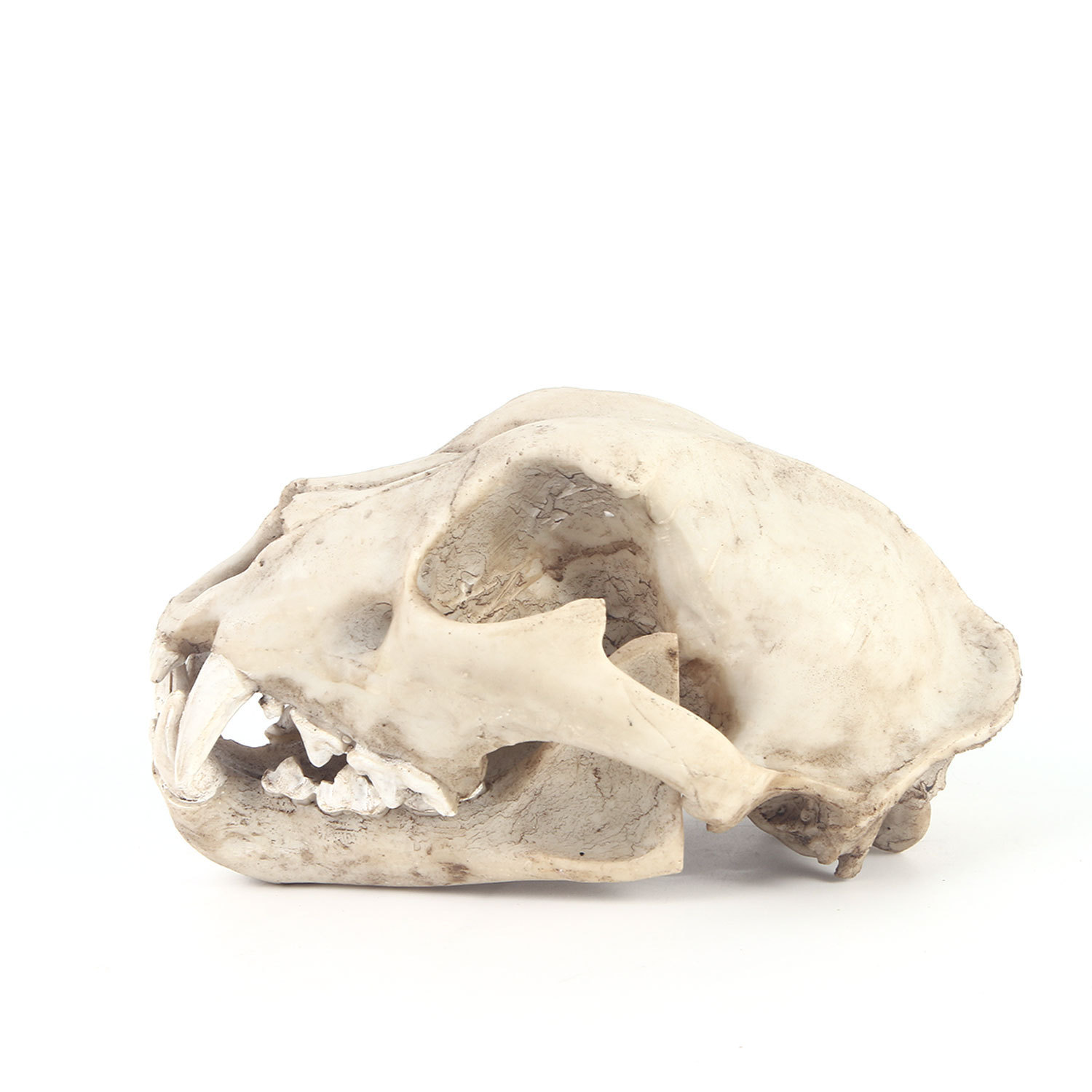 雪豹头骨树脂家居摆件树脂骷髅头模型动物头骨教学研究跨境供货