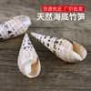 seabed Bamboo shoots specimen natural Conch shell fish tank Landscaping Aquarium decorate Home Furnishing Decoration Arts and Crafts wholesale seabed Bamboo shoots specimen natural Conch shell fish tank Landscaping Aquarium decorate Home Furnishing Decoration Arts and Crafts wholesale