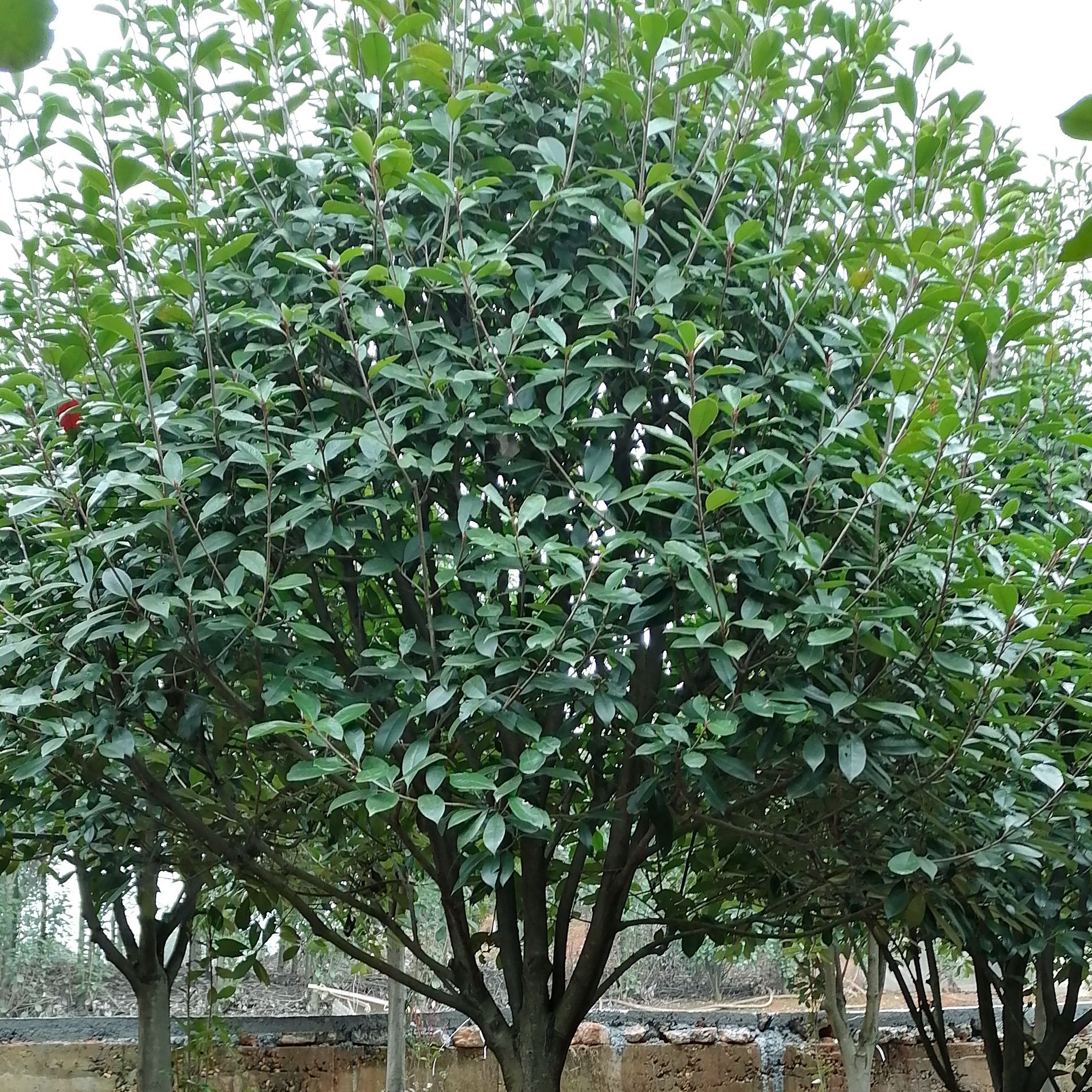 湖南红叶石楠树彩色系观叶灌木植物红叶石楠基地直供价格实惠