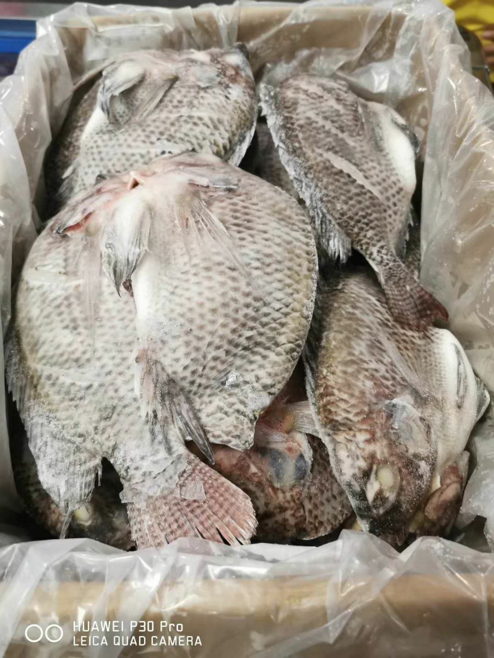 冷冻开背鱼罗非鱼鲷鱼 大小可选 比你想的更新鲜 烧烤酒店直供