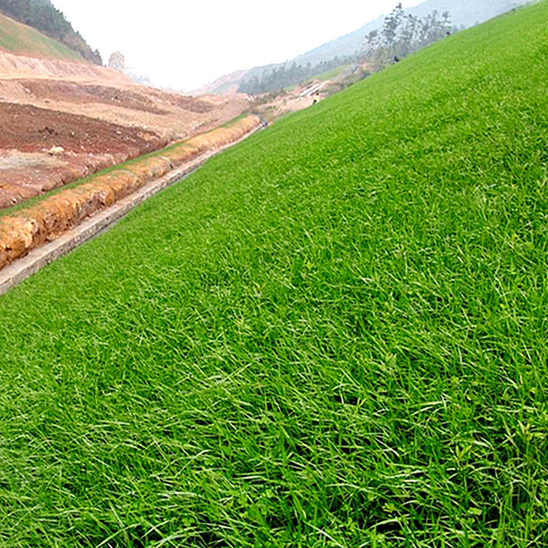 护坡固土草种 护坡草种子草籽 绿化草坪种子四季青耐旱抗热护坡王