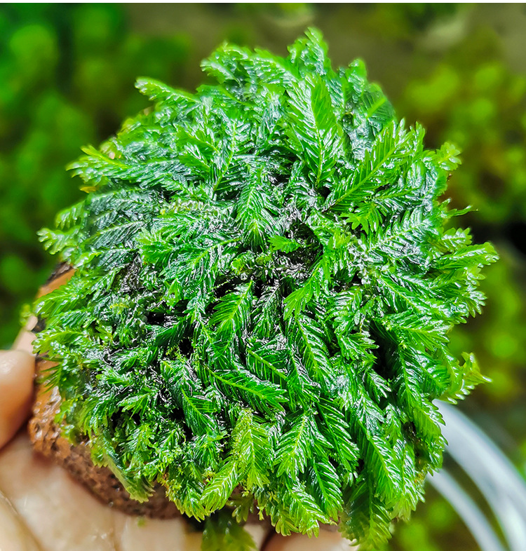 美凤莫斯沉石凤尾苔莫斯定植火山石鱼缸虾缸造景装饰懒人moss水草