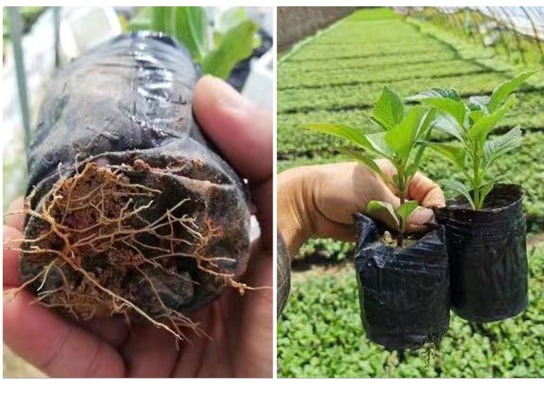厂家营养杯育苗杯批发营养钵育苗袋塑料育苗盆
