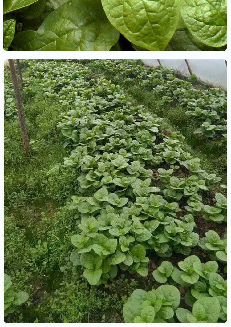 大叶木耳菜种子 农田菜地种植叶片厚当季蔬菜木耳菜籽