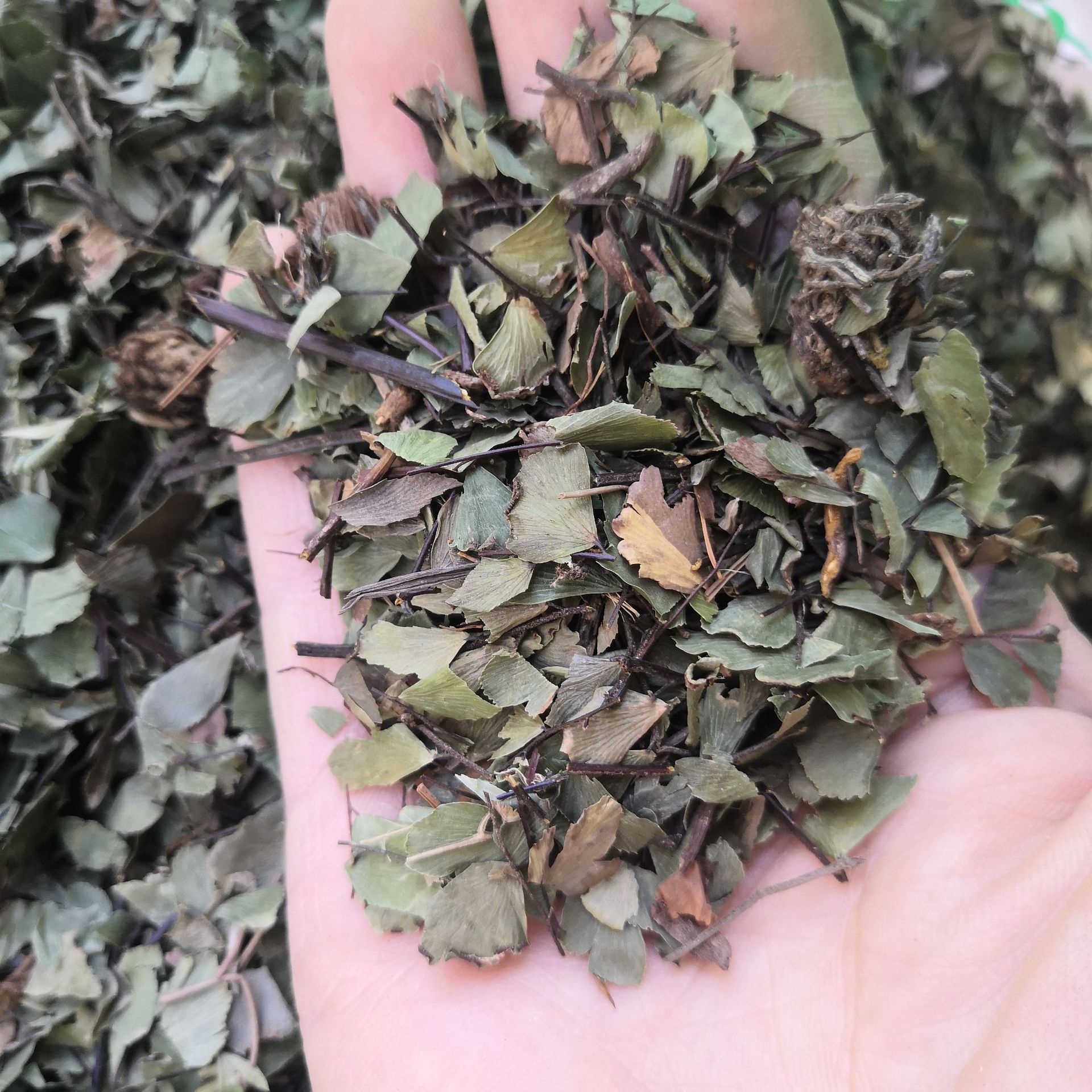 中药材铁线草 铁线蕨 铁丝草 少女的发丝 水猪毛土 实物拍摄