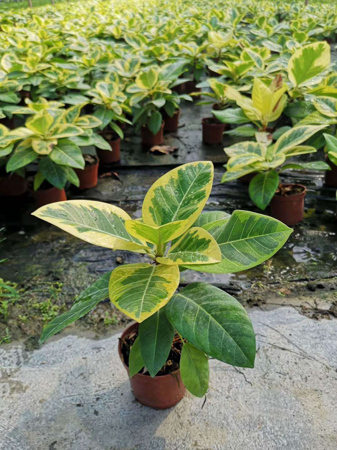 【基地直供】观叶植物盆栽花卉 居家花卉盆栽绿植 110#富贵榕