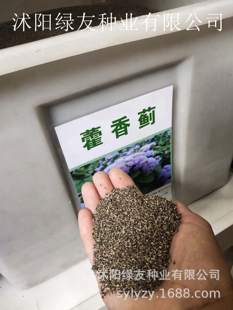 批发藿香蓟种子藿香蓟景观花海草籽