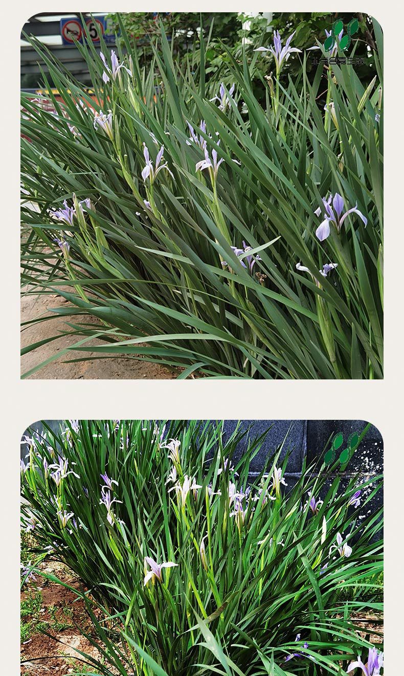 马蔺 马连 马莲 种子 野花种子 花卉种子 种子批发