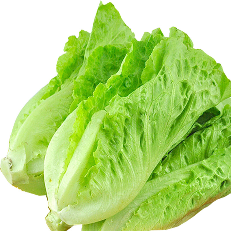 新鲜奶油生菜沙拉菜新鲜蔬菜河南农家自种青菜现挖生菜泡沫箱加冰