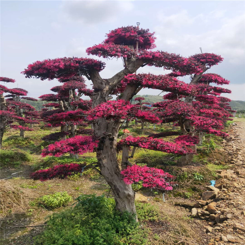 造型红继木桩直销 20cm 30cm 湖南造型树桩批发 庭院景观树