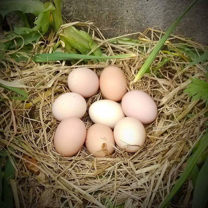 杭州孝村家鸡蛋土鸡蛋农家散养新鲜30枚柴鸡蛋包邮