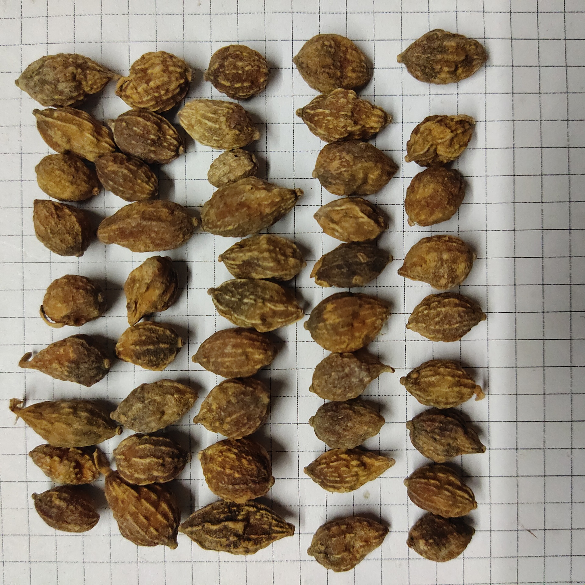 益智仁yizhiren 产地广东省阳春市 6月产新 40元每公斤包邮 益智