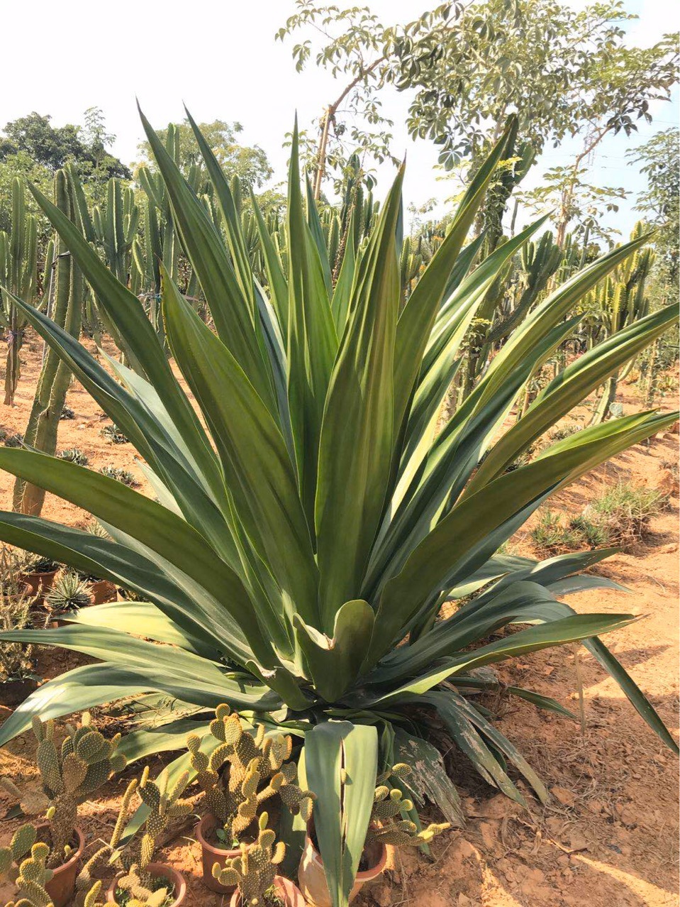 万年麻 绿叶万年麻 龙舌兰沙生景观植物