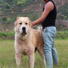 巨型中亚牧羊犬 活体幼犬 纯种俄罗斯看家护院狗出售熊版大型中亚