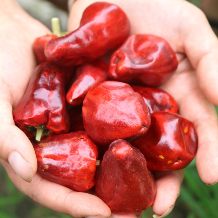 灯笼椒500g 中辣超香圆辣椒 干海椒 干锅火锅麻辣调料