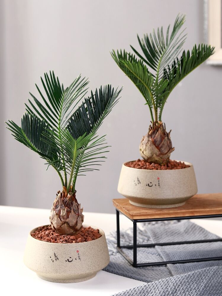 批发铁树苗小铁树大铁树庭院室内花卉铁树盆景小苏铁铁树四季常青