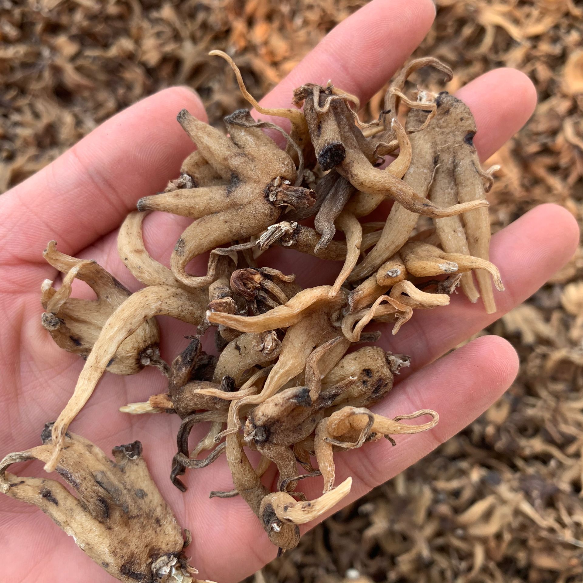 常富中药材_常富中药材 手掌参 佛手参 杂 提供大