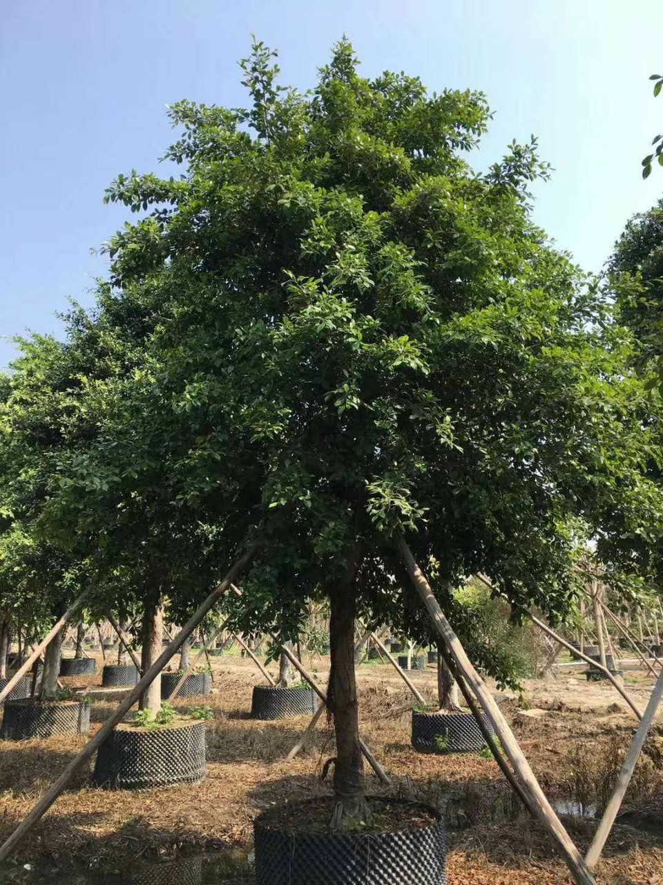 细叶榕 优质行道树假植苗小叶榕 榕树基地批发-阿里巴巴