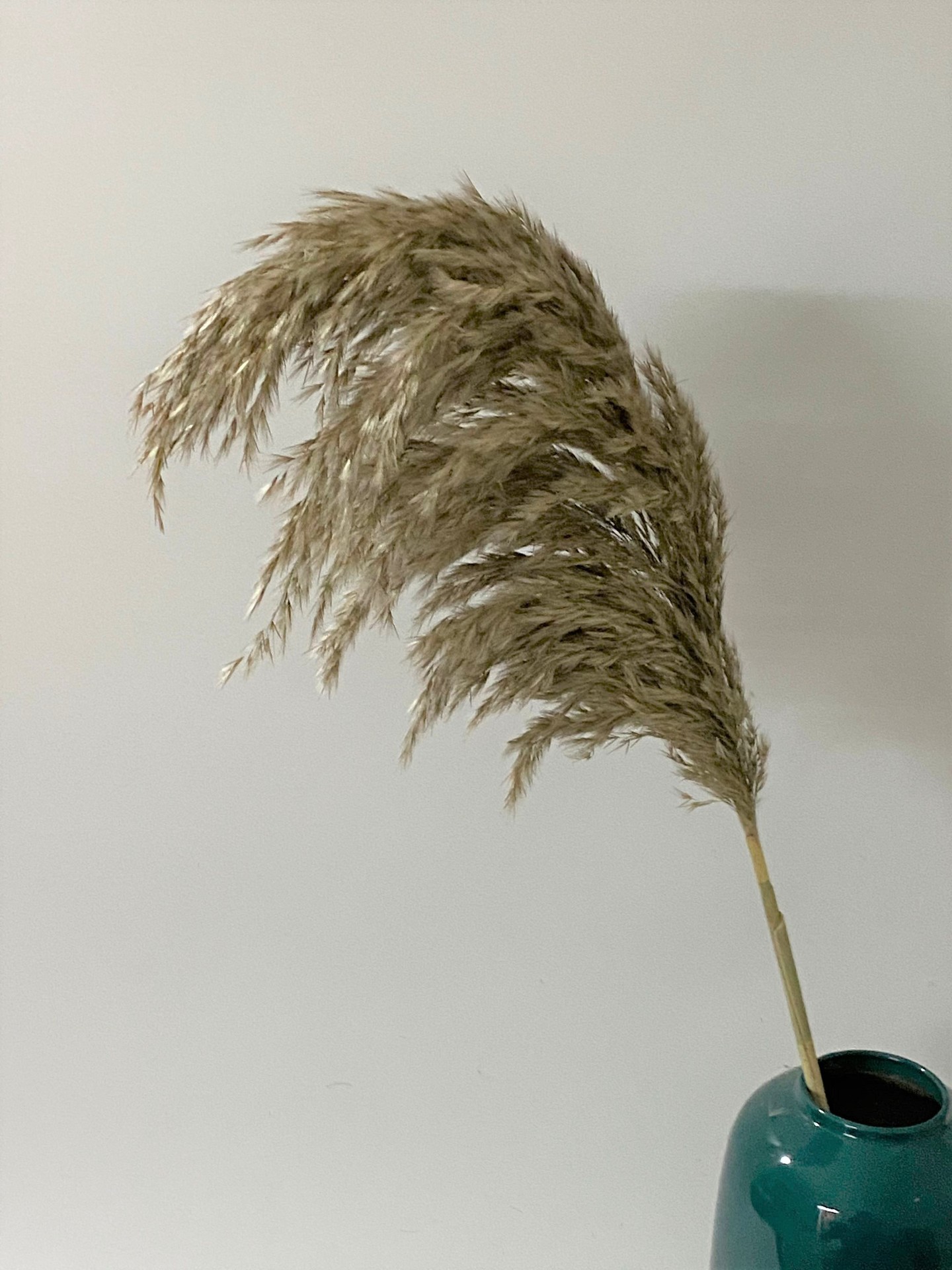 干花芦苇干燥花真花北欧装饰蒲苇狗尾巴晴天草盆栽跨境包邮-阿里巴巴