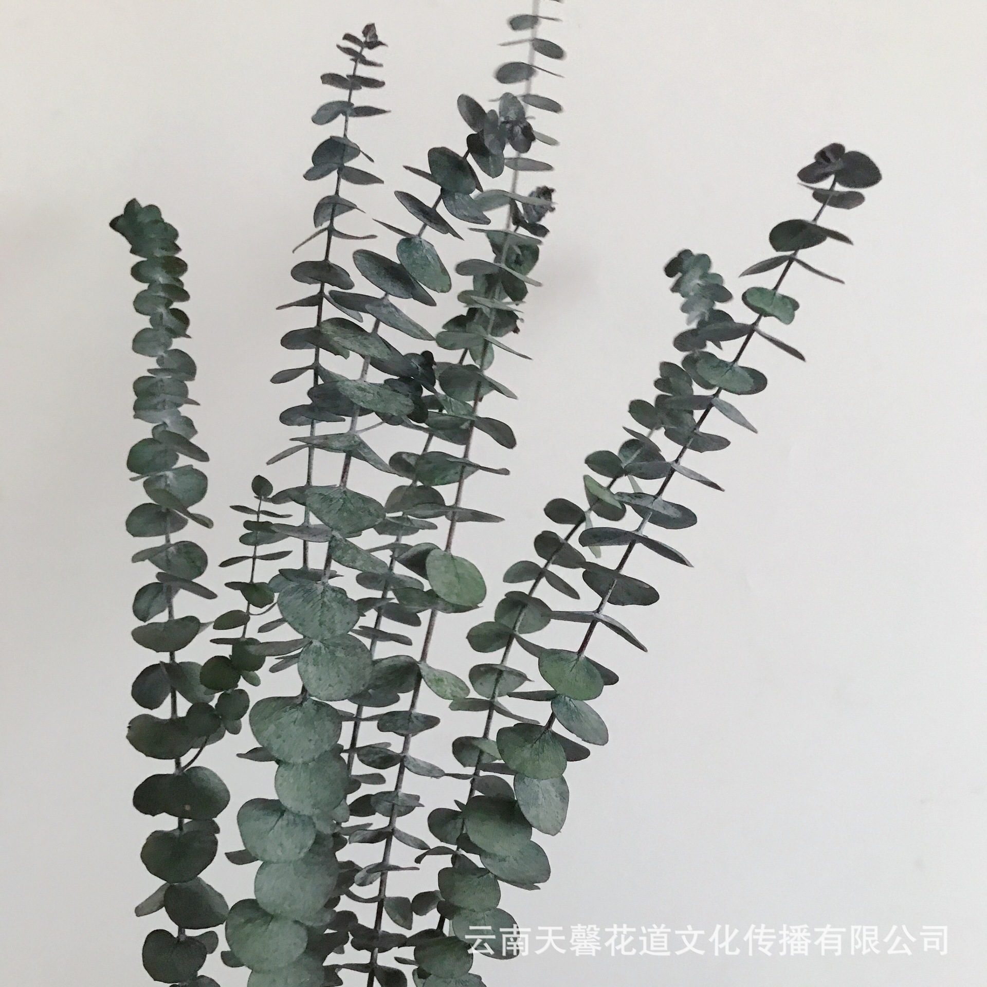 永生尤加利叶 桉树叶铜钱叶永生花束 会所摆设软装装饰尤加利叶