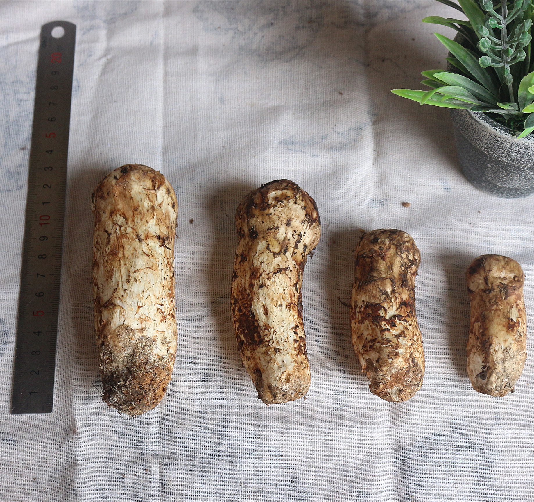 云南特产野生松茸鲜 香格里拉新鲜松茸菌 湿松茸 蘑菇菌菇2斤包邮