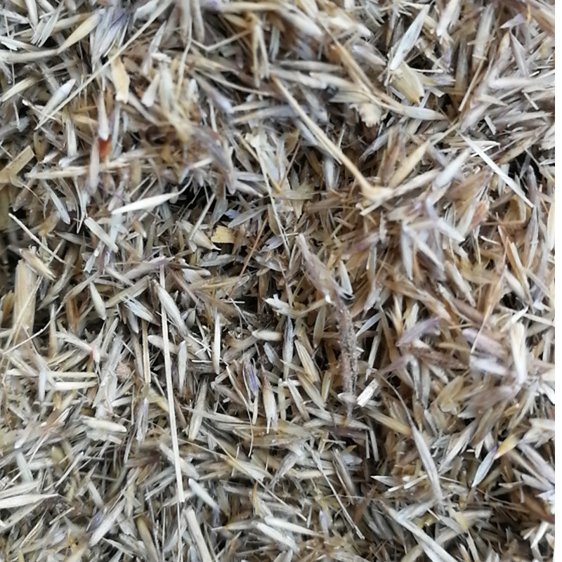 牧草种子 芨芨草种子积机草种子席萁草种子家禽饲料耐盐碱草籽