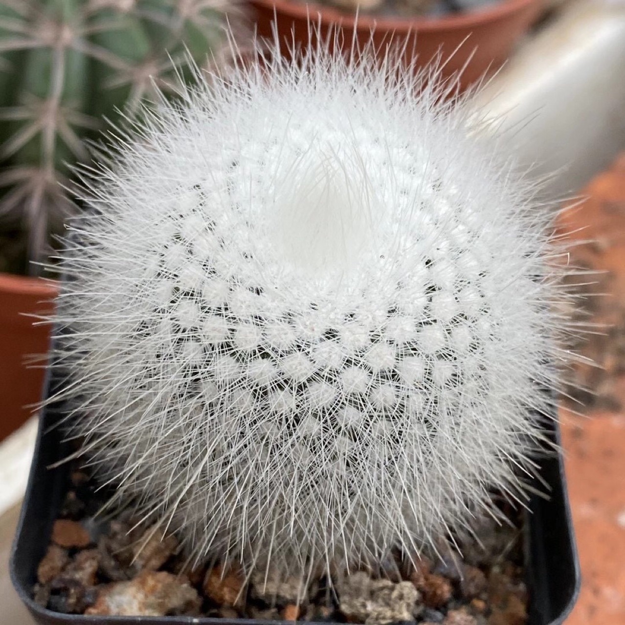 仙人球盆栽白色多肉植物实生白小丁3-4cm仙人球小盆栽