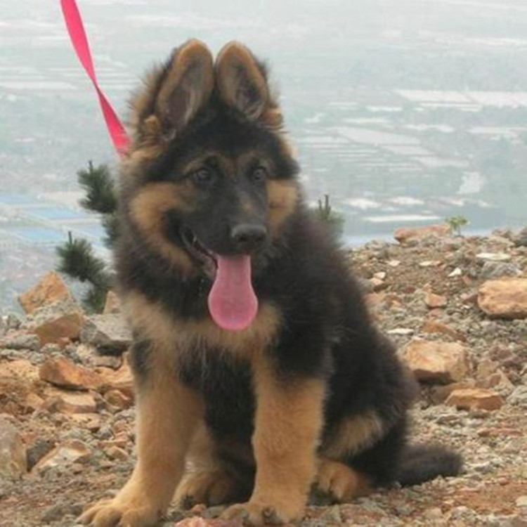出售36个月的纯种德国牧羊犬成年的短毛黑背价格疫苗已做