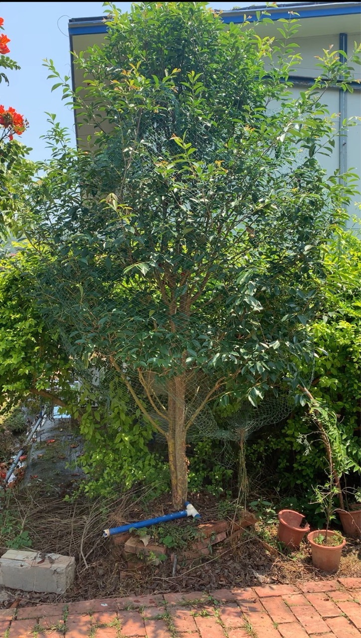巴西樱桃树苗黑玫瑰大樱桃苗车厘子苗盆栽阳台庭院地栽南北方种植
