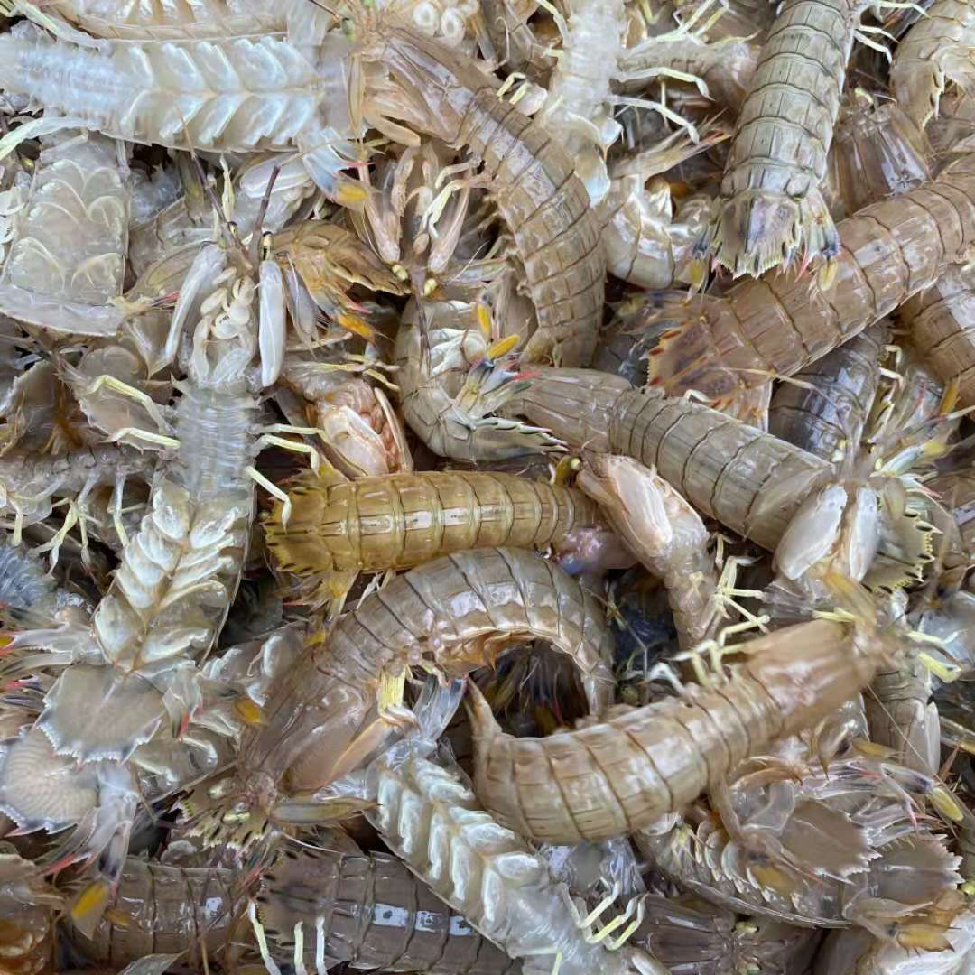 海鲜水产批发 皮皮虾 虾耙子 螳螂虾 濑尿虾 虾蛄 带膏 虾婆