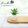 Artificial flower simulation Succulent plants bonsai Plastic Green plant originality Decoration Manufactor Supplying Artificial Flower One piece On behalf of Artificial flower simulation Succulent plants bonsai Plastic Green plant originality Decoration Manufactor Supplying Artificial Flower One piece On behalf of