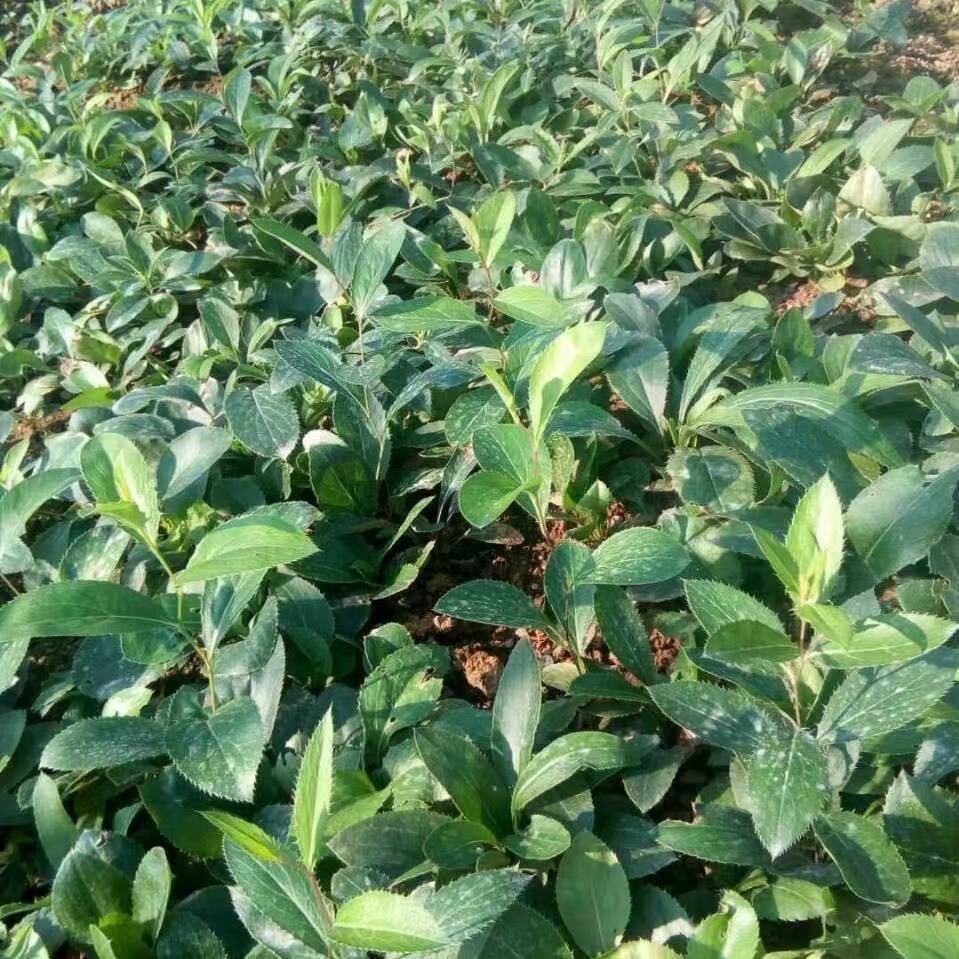 【苍术种子】-苍术种子厂家,品牌,图片,热帖-阿里巴巴