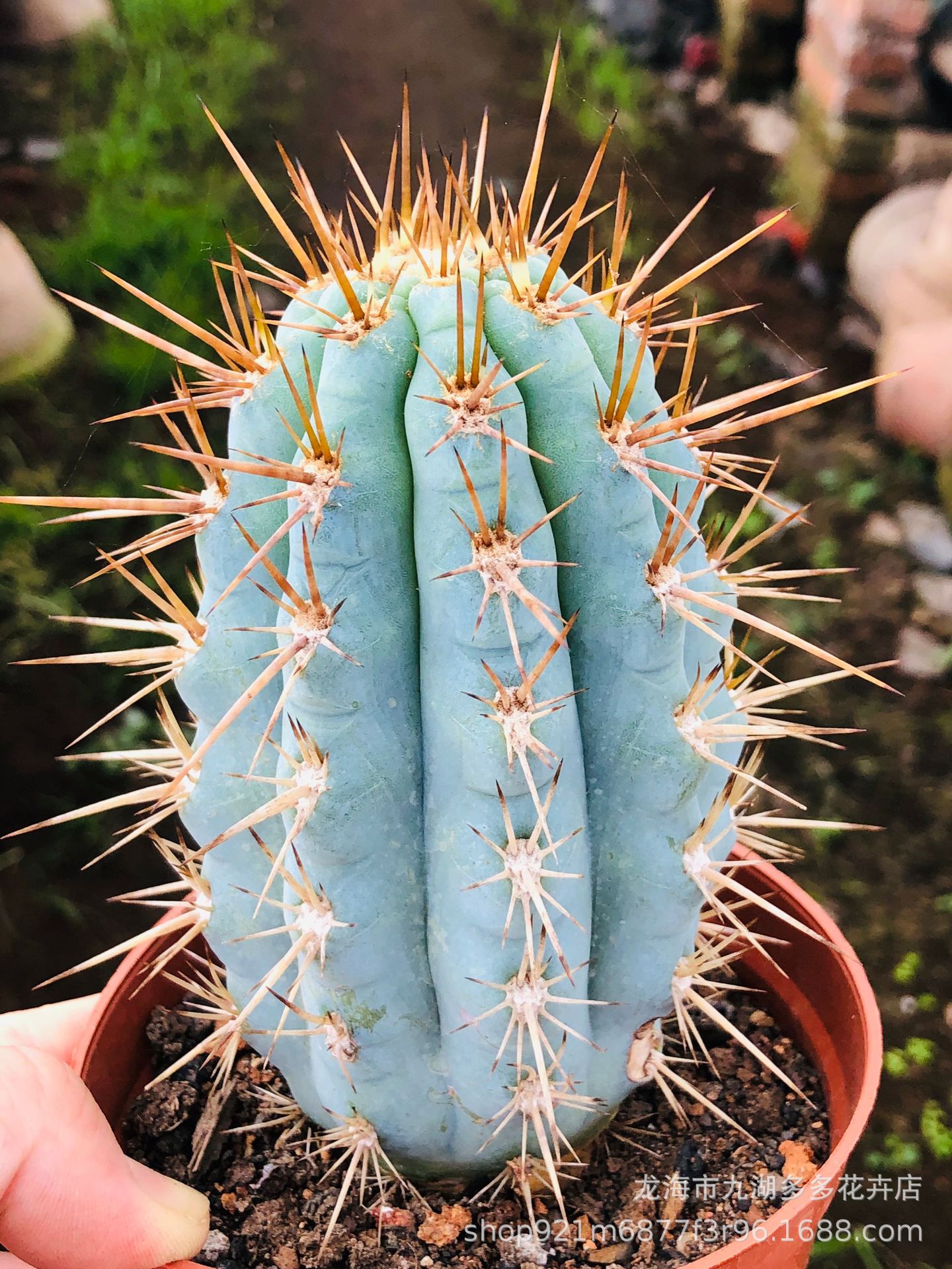 多肉植物批发佛塔柱仙人柱仙人球高1215公分盆栽吸甲醛防幅射